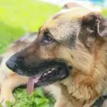 Hvorfor din hund spiser græs og mere til: Afsløring af den mest uappetitlige hundehemmelighed nogensinde hvorfor-din-hund-spiser-graes-og-mere-til-afsloering-af.jpg