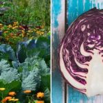 Hvorfor kål visner i bedet: Det handler om naboerne