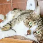 Hvorfor katte 'eksploderer' midt om natten: videnskaben bag pludselige løb og vilde spring hvorfor-katte-eksploderer-midt-om-natten-videnskaben-bag-pludselige-loeb.jpg