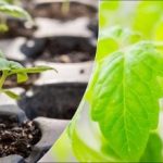 Hvorfor kimplanter er tynde og svage: de vigtigste fejl, og