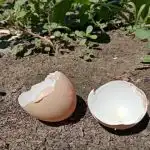 Hvorfor smide en håndfuld æggeskaller i hullet, når du planter kartofler: beskyttelse mod biller og meget mere hvorfor-smide-en-haandfuld-aeggeskaller-i-hullet-naar-du-planter.jpg