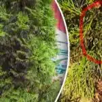 Hvorfor th pludselig bliver sorte: Sådan redder du træerne efter vinteren Hvorfor th pludselig bliver sorte: Sådan redder du træerne efter