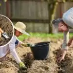 Hvornår skal man plante kartofler for at få en rekordhøst: