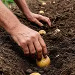 Hvornår skal man plante kartofler i april 2026: heldige og