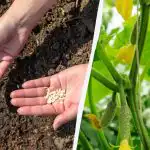 Hvornår skal man så agurker på friland: birk og mælkebøtte fortæller dig det nøjagtige tidspunkt Hvornår skal man så agurker på friland: birk og mælkebøtte