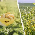 Hvornår skal man så ciderplanter om foråret: Hvilke skal man