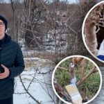 Hvornår skal træerne beskæres for ikke at miste høsten: de