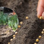 Ikke bange for frost: Hvilke afgrøder kan trygt sås i