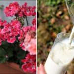 Japansk gødning til indendørs blomster: tre ingredienser, og du får