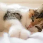 Kan alle katte spinde: Dyrlæger kommer til en uventet konklusion kan-alle-katte-spinde-dyrlaeger-kommer-til-en-uventet-konklusion.webp.webp