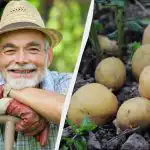 Kartoffelplantningskalender 2026: hvordan man forstår, at det er "tid" -