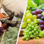 Kloge gartnere er allerede begyndt at beskære druer: Der vil