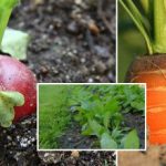 Køkkenhaven i september: Hvad skal man så for at få glæde af grønt og grøntsager hele vinteren? Køkkenhaven i september: Hvad skal man så for at få