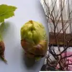 Korender overhældes med kogende vand om foråret: Hvorfor gør man