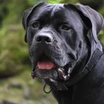 Kynologen nævnte 3 hunderacer, som aldrig ville have fået: Hvad er grunden til det? kynologen-naevnte-3-hunderacer-som-aldrig-ville-have-faaet-hvad.webp.webp