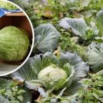 "Levende kuppel" til kål: naboer i bedet, der hjælper med