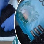 Lifehack til dacha-avlere: Sådan gør du jorden perfekt til kimplanter