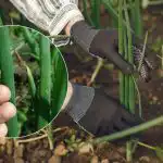 Løg vil bestemt ikke gå i pile: hvilken hjemmeløsning skal