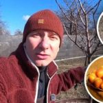 Mindre "fedt", mere frugt: Ekspert afslører beskæringsplan for abrikoser