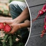 Naboerne vil grine: Hvilke planter ødelægger roeafgrøden?