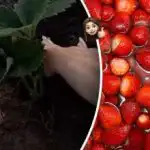 Om sommeren bøjer frugten sig: Hvad skal man lægge under jordbærbuskene om foråret? Om sommeren bøjer frugten sig: Hvad skal man lægge under