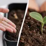 Opstå inden for en uge: Sådan får du peberfrø til at spire ordentligt derhjemme Opstå inden for en uge: Sådan får du peberfrø til