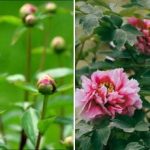 Pæoner lever i 50 år, men blomstrer ikke altid: Sådan