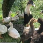 Peking, moskus eller muldvarp: fordele og ulemper ved populære racer Peking, moskus eller muldvarp: fordele og ulemper ved populære racer