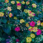 Planter til nattehaven, der vil gøre haven velduftende og attraktiv