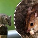 Rotter og mus vil sprede sig og forsvinde for evigt,