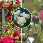 Sådan beskærer du roser efter vinteren: hemmeligheden bag frodige blomster