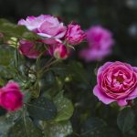 Sådan beskærer du roser, så de blomstrer frodigt: Gartnere afslørede