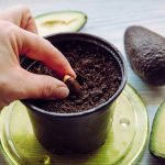 Sådan dyrker du avocado i vindueskarmen: trin-for-trin instruktioner Sådan dyrker du avocado i vindueskarmen: trin-for-trin instruktioner