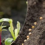 Sådan får du næsten 100 % frø til at spire: