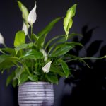 Sådan får du spathiphyllum til at blomstre igen: 4 hovedregler