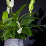 saadan-faar-du-spathiphyllum-til-at-blomstre-igen-4-hovedregler.webp.webp