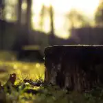 Sådan fjerner du en træstub uden skovl og maskiner: en enkel metode, som kun få kender til Sådan fjerner du en træstub uden skovl og maskiner: en