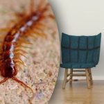 Sådan forhindrer du tusindben i at overtage dit hjem: Du