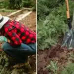 Sådan indser du, at jorden i din have er "døende":