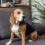 Sådan lærer du din hund at være alene hjemme: En filmforsker har givet råd om, hvordan man håndterer adskillelse saadan-laerer-du-din-hund-at-vaere-alene-hjemme-en.webp.webp