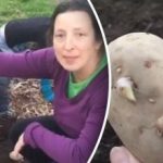 Sådan planter amerikanerne kartofler: en usædvanlig måde uden at grave