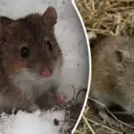 Sådan slipper du af med mus for altid: en metode,