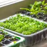 Sådan vækker du høsten: Hvad skal du lægge frøene i