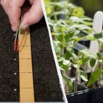 Såning af tomater til frøplanter i marts 2026: de bedste