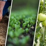 Sædskifte i køkkenhaven: Hvad skal man plante efter hvad for