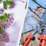 Sekatører kan vente: 6 planter, der aldrig bør beskæres i