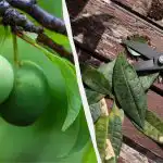 Selv et "gammelt" blommetræ vil give spandevis af frugt: Sådan