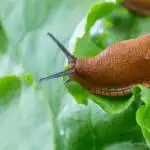 Snegle ødelagde haven, indtil der blev plantet en enkelt blomst