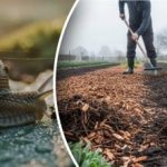 Snegle vil forsvinde for evigt: den største fejl hos grøntsagsgartnere