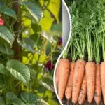 Spirer eller frø - hvilke afgrøder er bedst at så direkte i jorden? Spirer eller frø - hvilke afgrøder er bedst at så